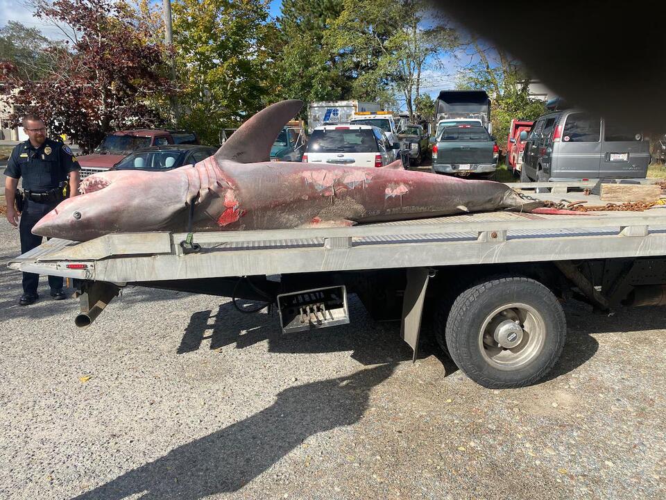 ‘Koala’ ID’d as white shark found dead, recovered from Cape Cod beach