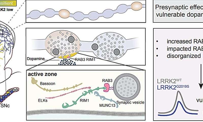 Parkinson's gene linked to early dysfunction in brain cells