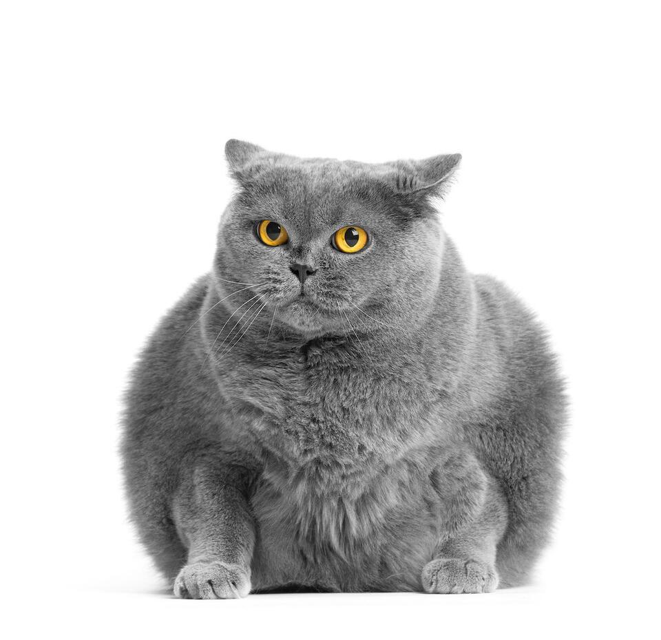 Study Finds Lower Rates of Overweight Among Vegan-Fed Cats - NewsBreak