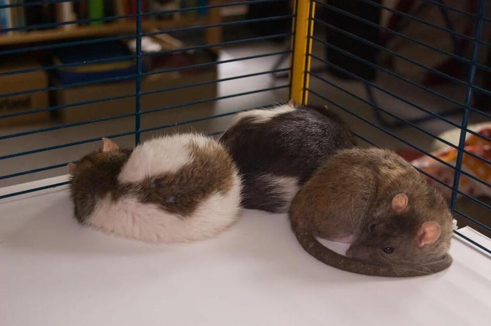 Do Rats Dream? What Rodent Sleep Patterns Reveal About Memory and ...