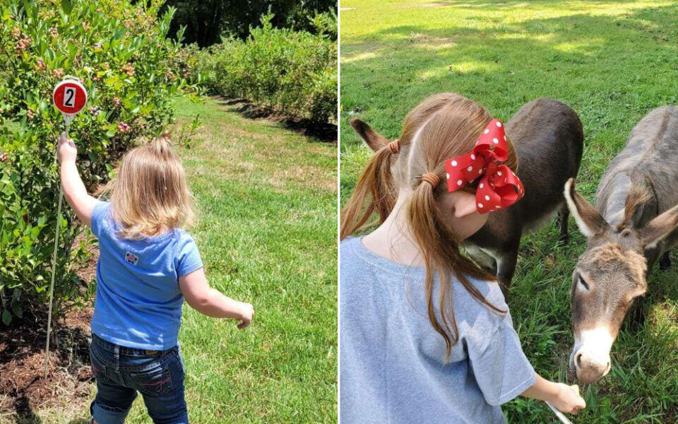 This Tennessee Farm Lets You Pick Pesticide-Free Blueberries All Summer Long