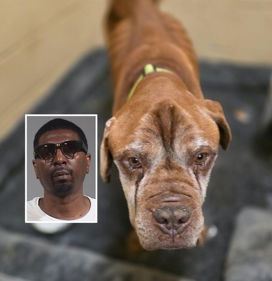 No jail time for Warren man in fatal animal cruelty case - NewsBreak