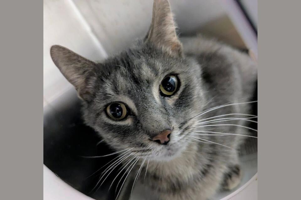 Meet Edward – Meow Mobile Cat of the Week - NewsBreak