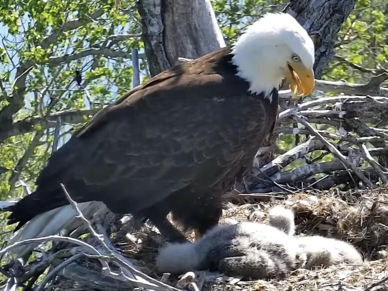 There’s still time to watch Redding’s baby bald eagles before they