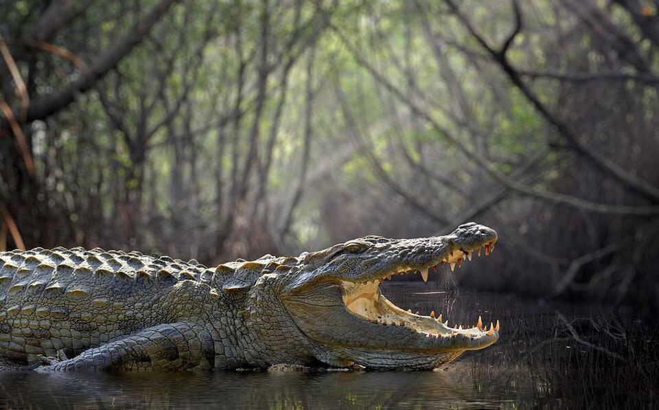 Crocodile Explodes Out of Water in Gravity-Defying Vertical Jump ...
