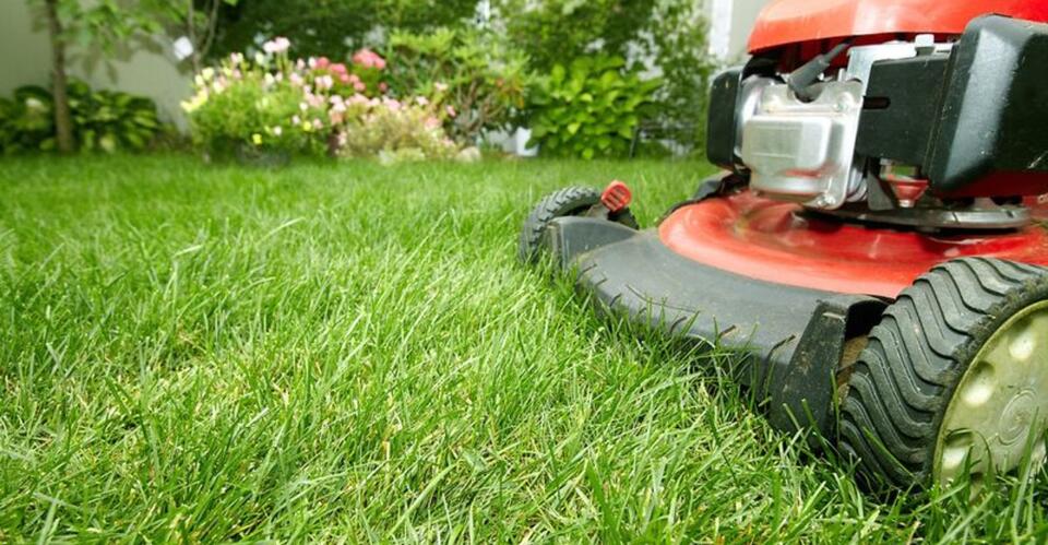 This November Task Can Help Georgia Fescue Lawns Grow Thicker Next ...