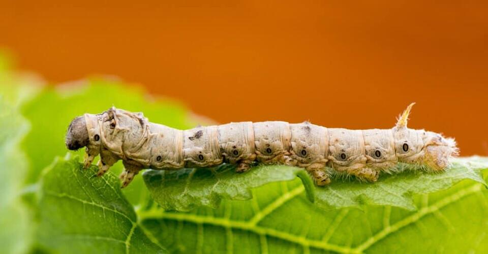 Meet 9 Animals That Don’t Poop - NewsBreak