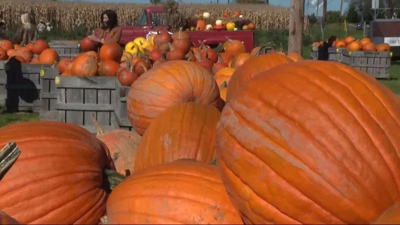 Pennsylvania farms report increased pumpkin harvests, boosting seasonal agritourism