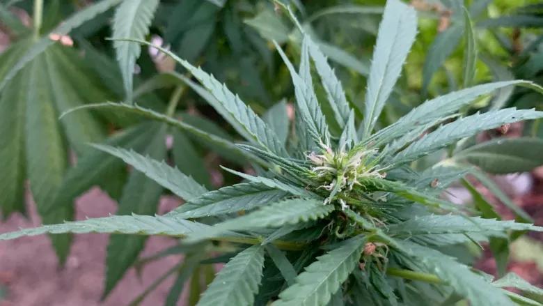 San Diego cannabis dispensaries may open longer: Council to consider ...