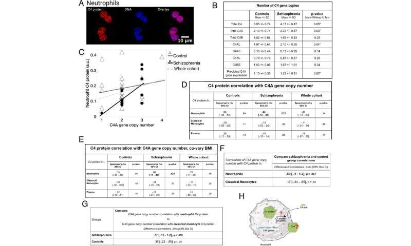 Neutrophils manufacture schizophrenia-linked protein, according to new research