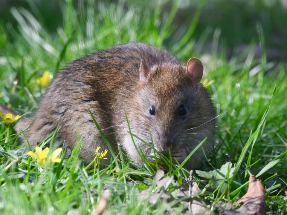 How to keep rats away from your yard 5 expert methods for keeping