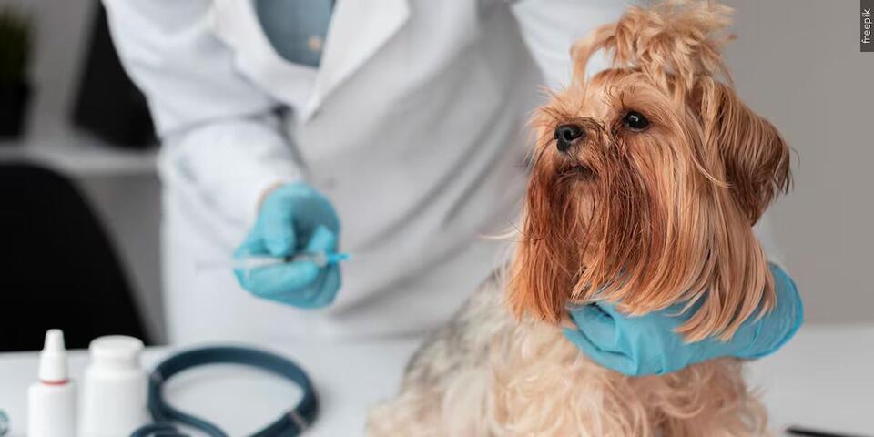 Some rabies vaccines recalled because they only contained water - NewsBreak