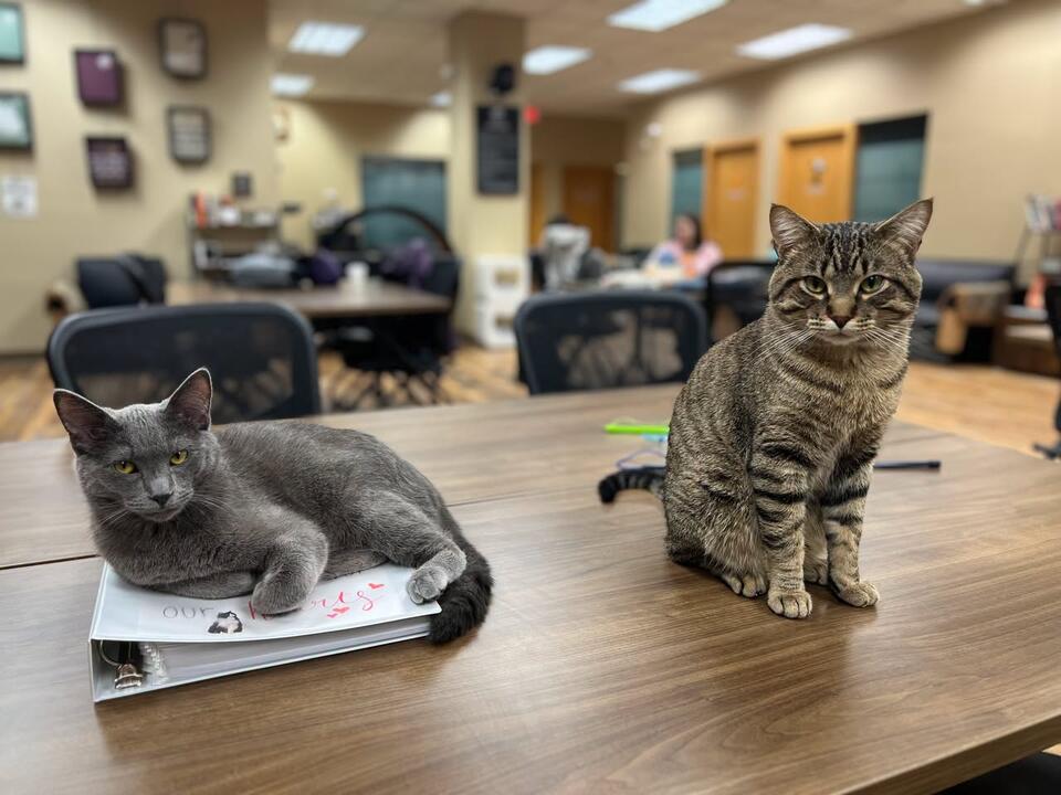 Weekly events and cat visits at Planet Perk - NewsBreak