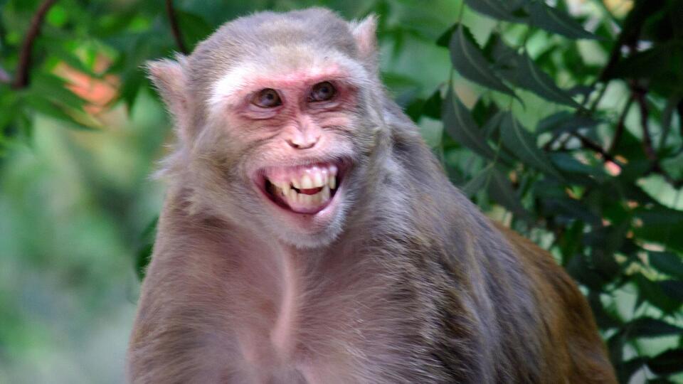 Mississippi Woman Who Shot Fugitive Monkey Over Disease Outbreak Fears ...