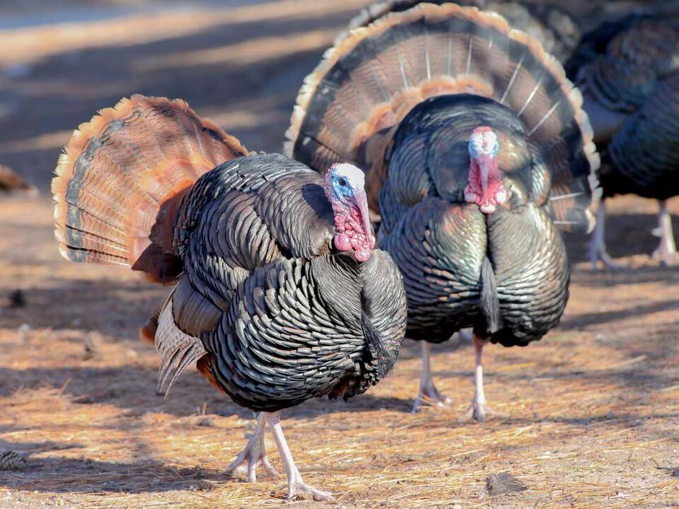 Woman’s fear of turkeys led to injurious fall outside Staten Island