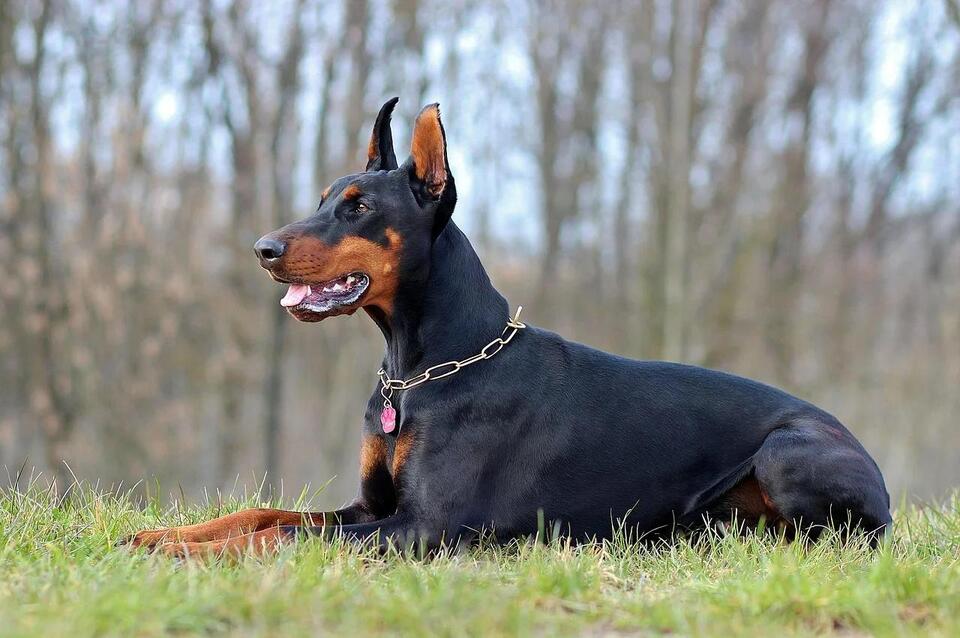 Understanding Doberman Habits and Routine Needs - NewsBreak