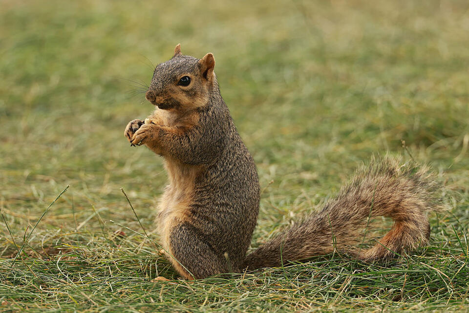 Squirrel knocks out power for 4,000 in Castle Rock - NewsBreak