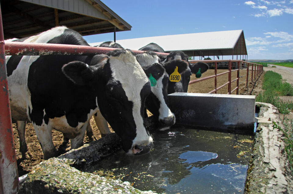 Bird flu spreads to Washington dairy farms