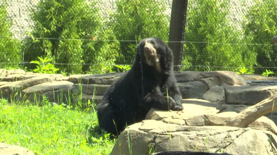 Bear-y Big Expansion: Kansas City Zoo seeks design team for new $12.5M ...