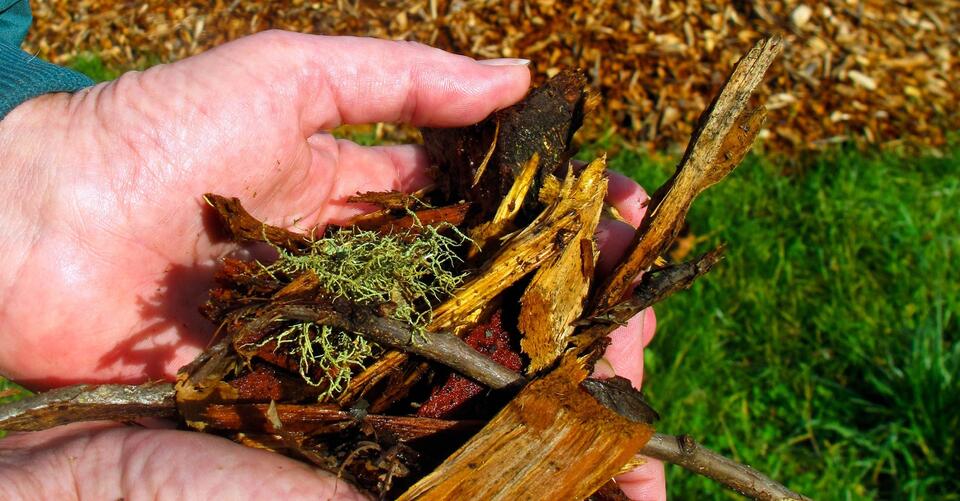 Best mulch for fire protection, plants in your garden TrendRadars