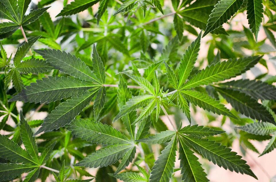 DEA Opposes Marijuana Rescheduling Opponents’ Request For New Testimony ...