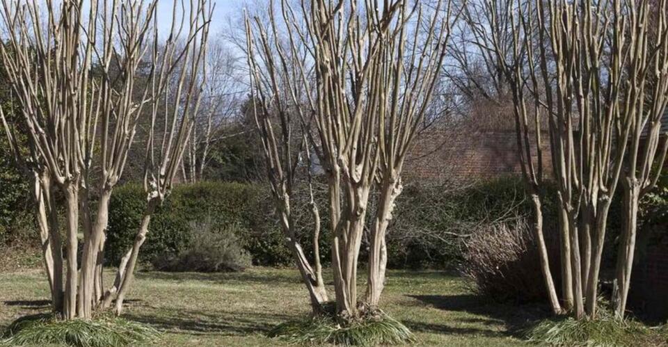 The 7 Florida Plants That Pay The Price For An October Pruning - NewsBreak
