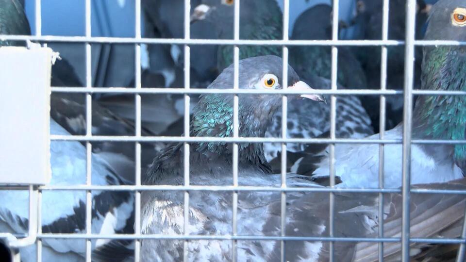 Nearly 400 pigeons found in ‘horrific’ animal hoarding incident - NewsBreak