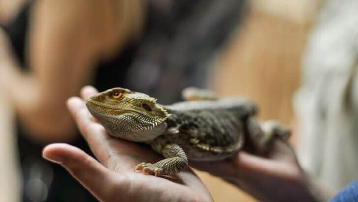 What U.S. Vets Recommend for First-Time Lizard Owners - NewsBreak