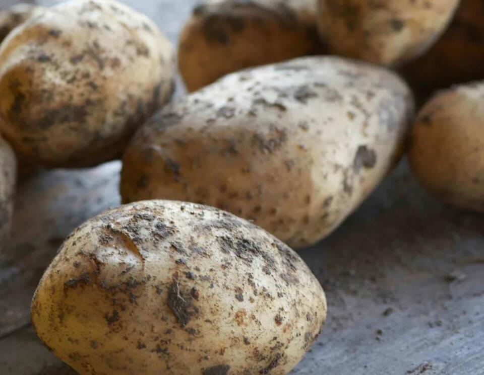 How to Cure Homegrown Potatoes in 3 Simple Steps So Your Spuds Last for ...