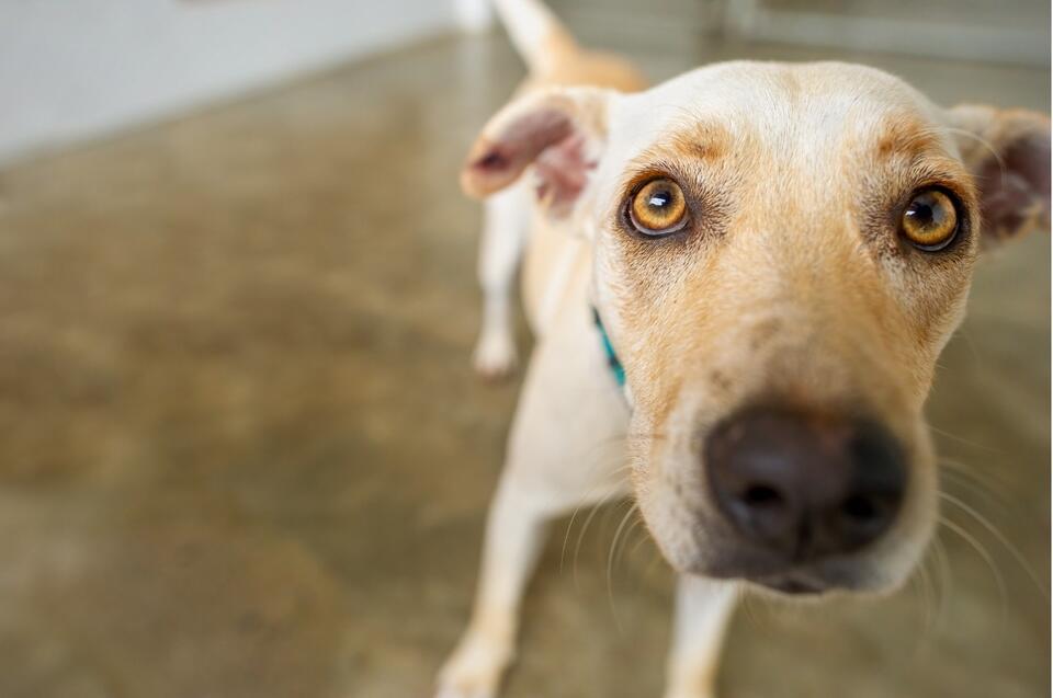 Okaloosa Commissioners approve $600K in surtax funds for animal control startup