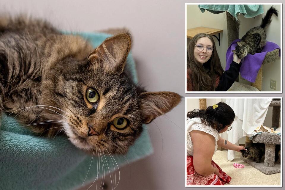 Texas family’s beloved cat returns home after 2,000-mile adventure ...