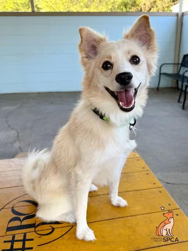 🐶 Playful, Gentle & Loyal Dogs Ready for Adoption in Roanoke - NewsBreak