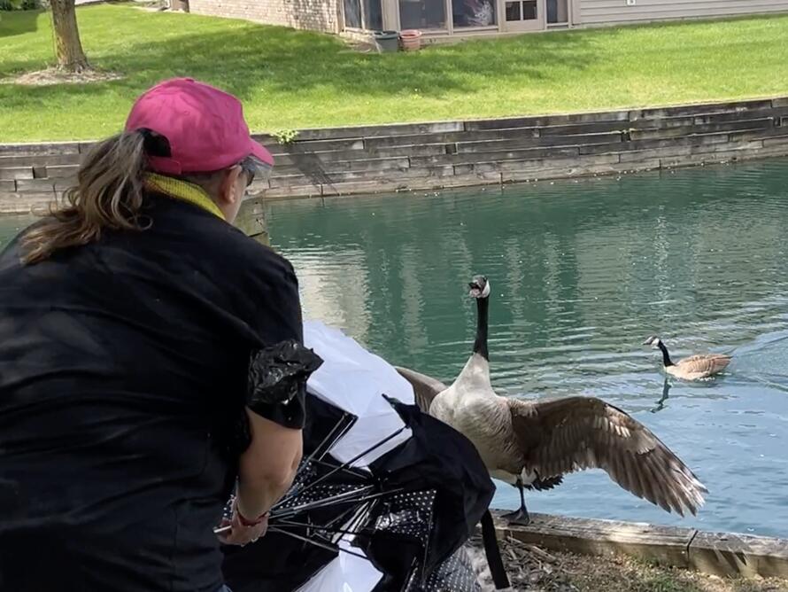 Managing geese with dogs, umbrellas and laser pointers