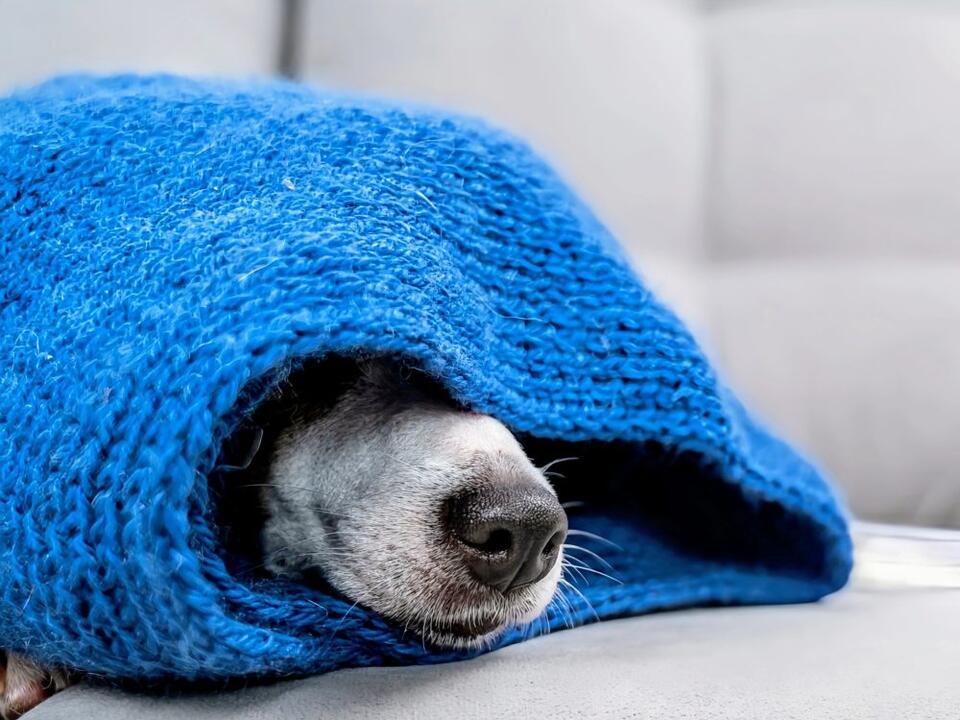 How did dog noses get their unique patterns?