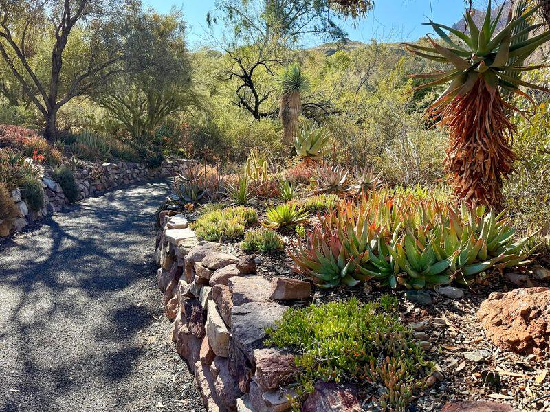 The Biggest Mistake At This Arizona Desert Garden Is Arriving After The ...