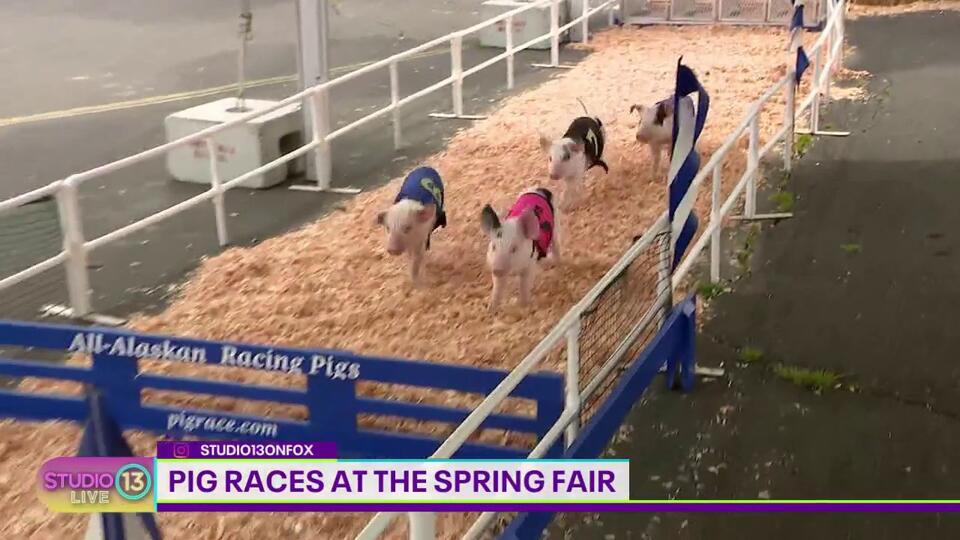 Pig races at the Washington State Spring Fair - NewsBreak