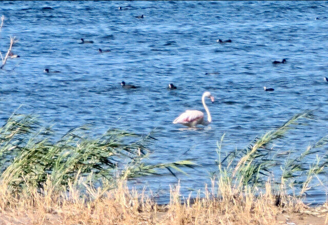 A Thurston County bird-watcher visits Spain