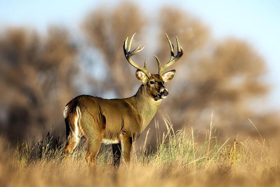Why Bowhunters Miss: 5 Common Causes and How to Avoid Them