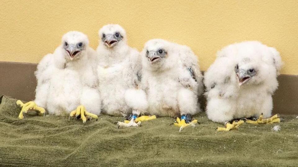 WPS bands peregrine falcon chicks with transmitters to track locations ...