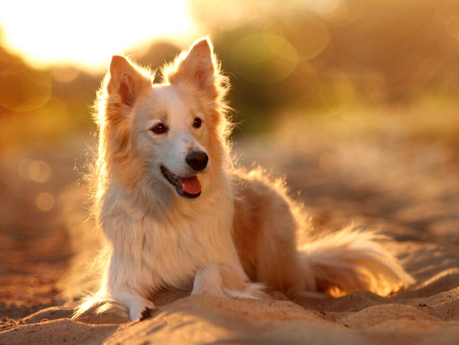 The Most Loyal Dog Breeds (Velcro Dogs!)