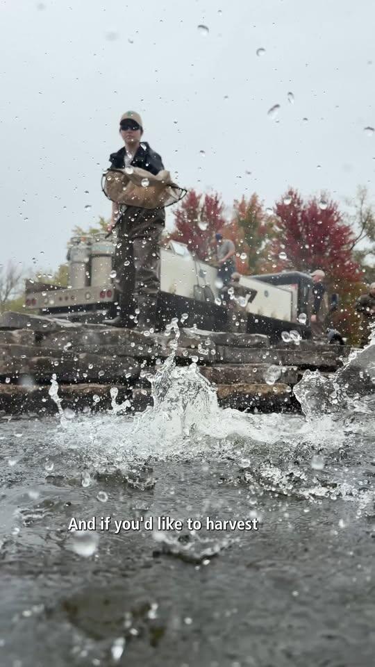 Rainbow trout stocked at Pickerel Lake - NewsBreak
