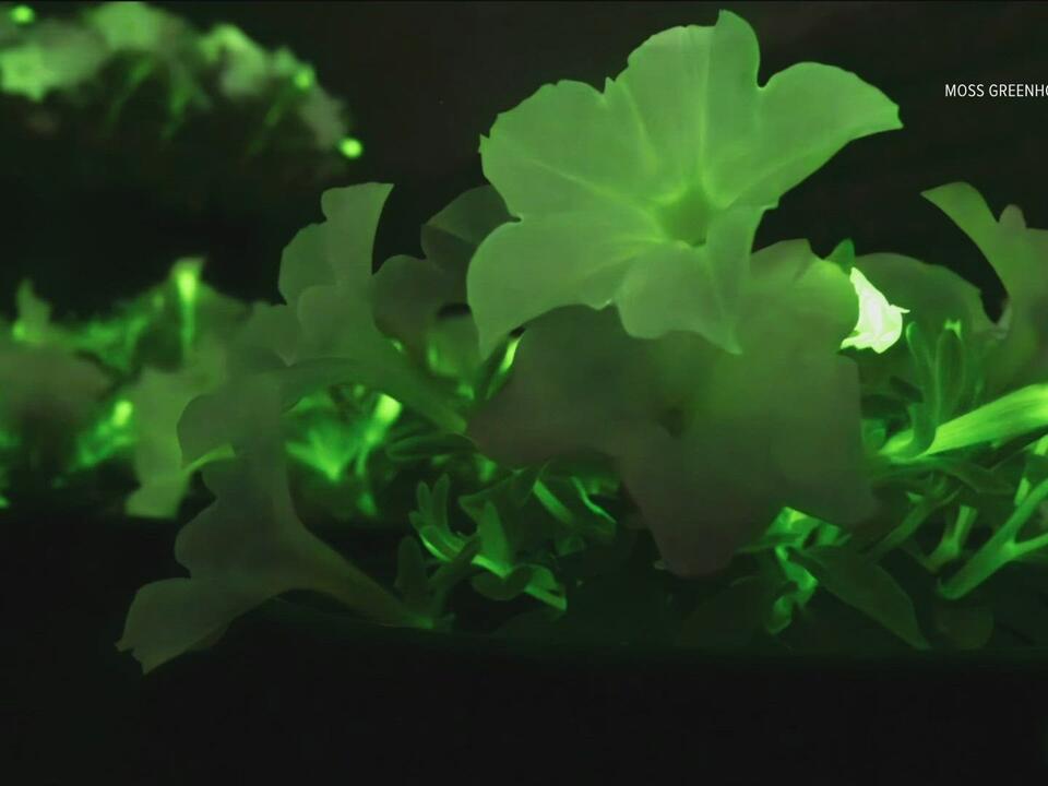 'Straight out of Avatar' Jerome greenhouse has glowinthedark plants