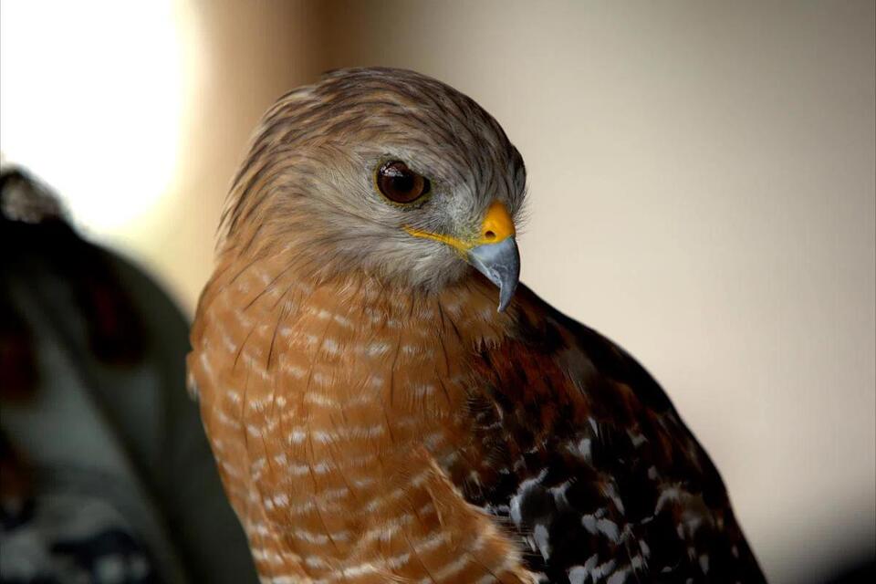 Four Busch Wildlife Sanctuary Events Welcome September - NewsBreak