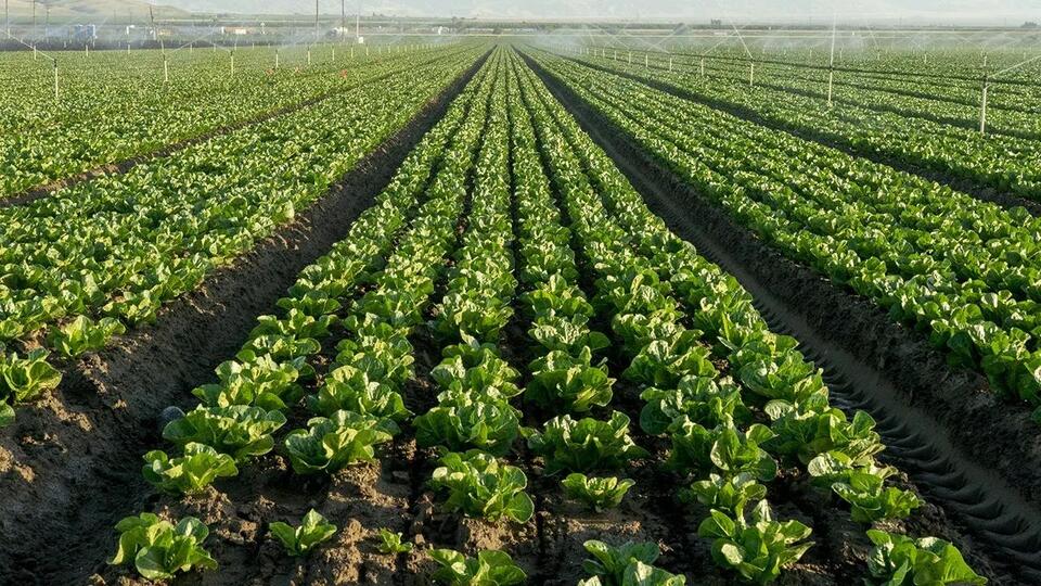 FDA widens cyclospora outbreak investigation to six more states as confirmed cases top 6,000