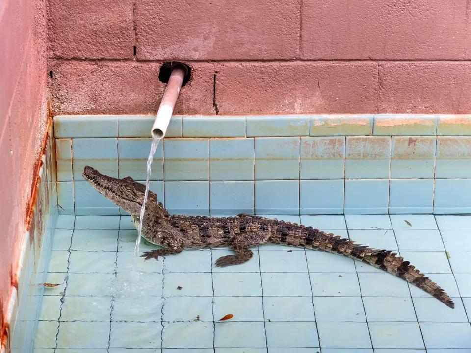 In a Dazzling New Exhibition at The Met, Photographer Anastasia Samoylova Puts Florida in Focus