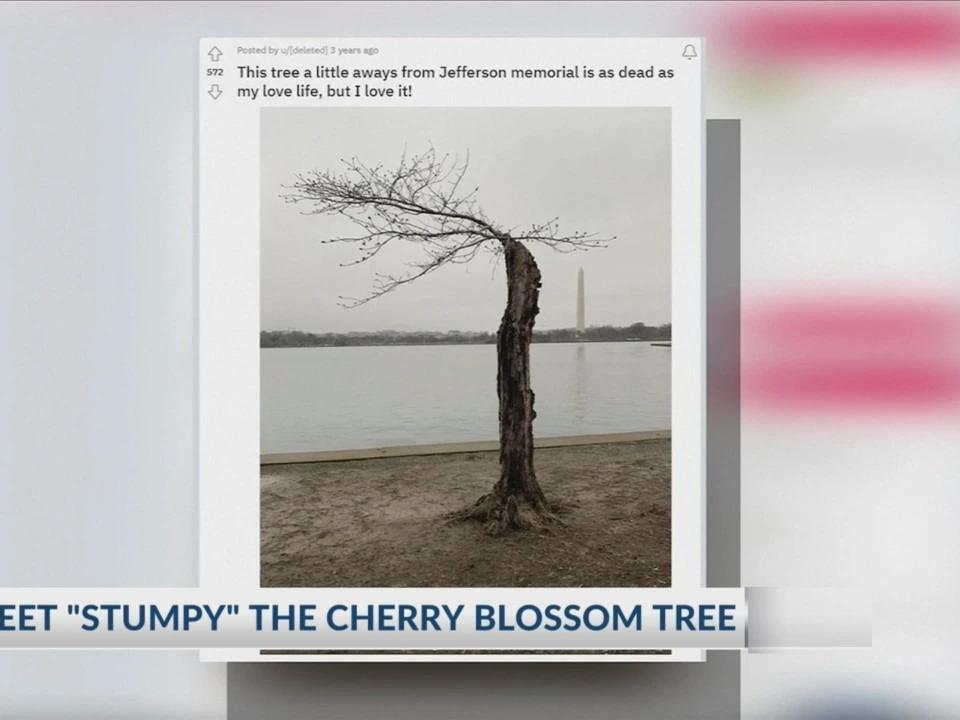 Nbc 10 News Today Stumpy Cherry Blossom Tree In Washington Dc 3619