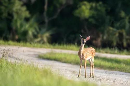 LDWF reminds Louisiana deer hunters of updated bag limits, chronic ...