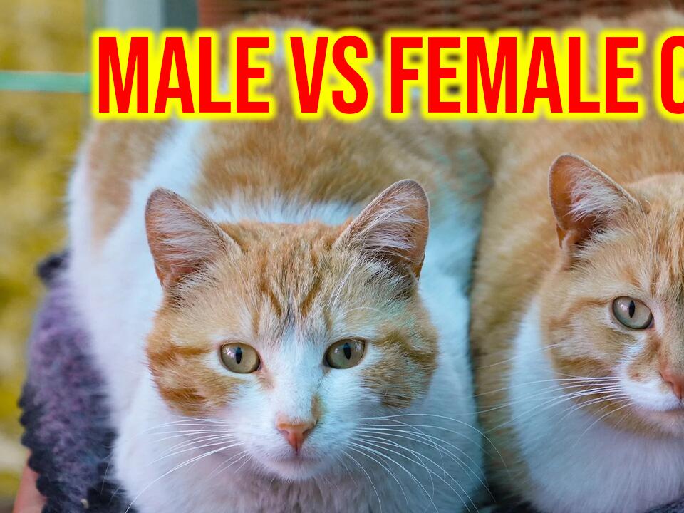 Are Male Or Female Cats Better With Dogs