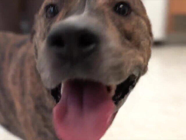 MCSO MASH Minute: Meet Beau, the pit mix ready for his forever home