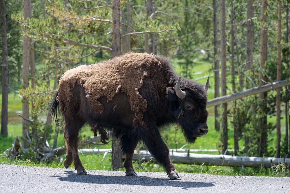 A Yellowstone Bison Sent a Visitor Flying Through the Air During a Terrifying Campground Attack
